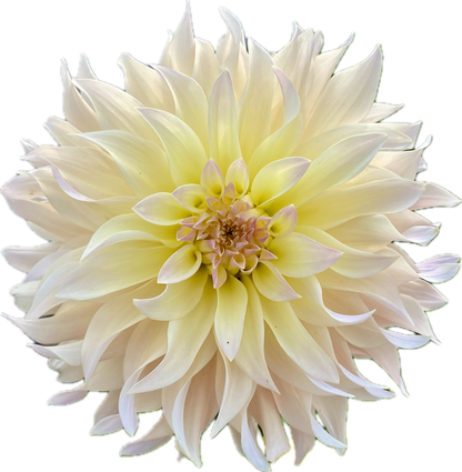 Lakeview Blush - Tuber