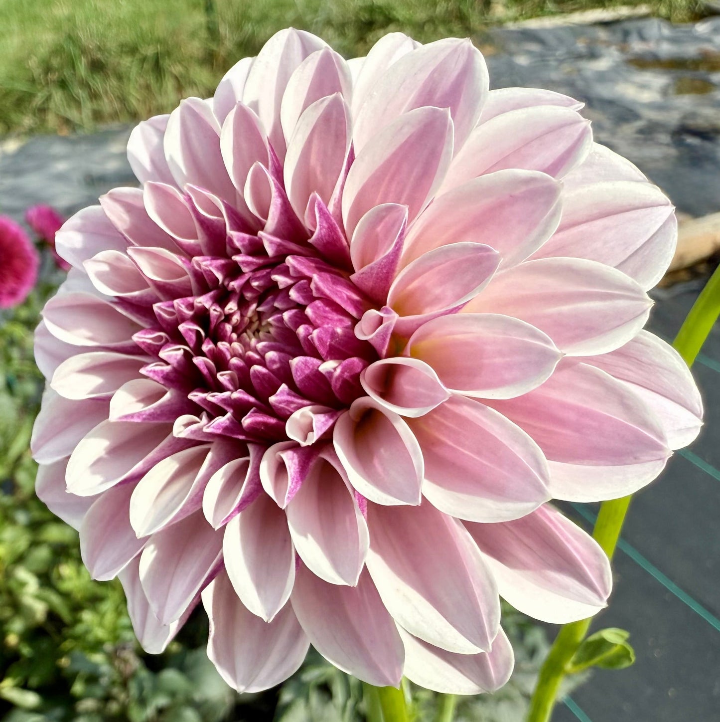 Salish Twilight Girl - Tuber