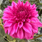 Bloomquist Blessing - Tuber