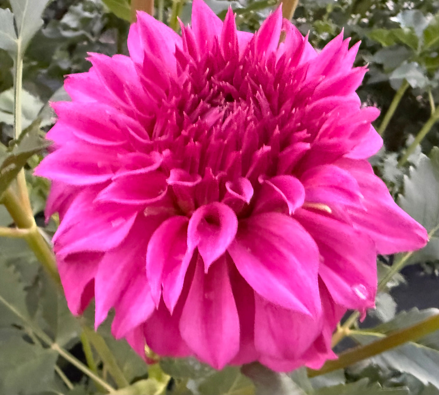 Bloomquist Blessing - Tuber