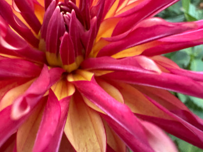 River’s Novelty - Tuber