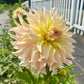 Lakeview Blush - Tuber