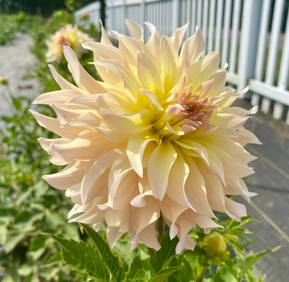 Lakeview Blush - Tuber