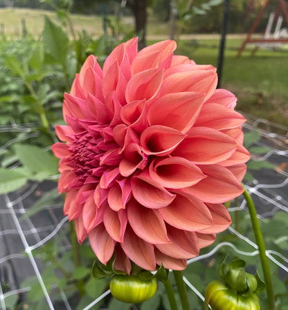 Orange Globe - Tuber