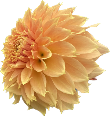 Bloomquist Sue - Tuber