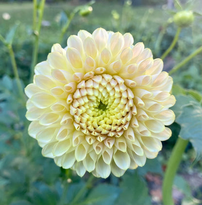 Skipley Moonglow - Tuber