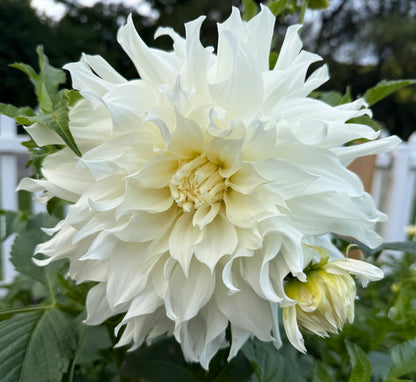 Sheila Mooney - Tuber