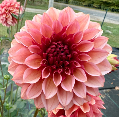 Peach Macaron (Japan variety) - Tuber