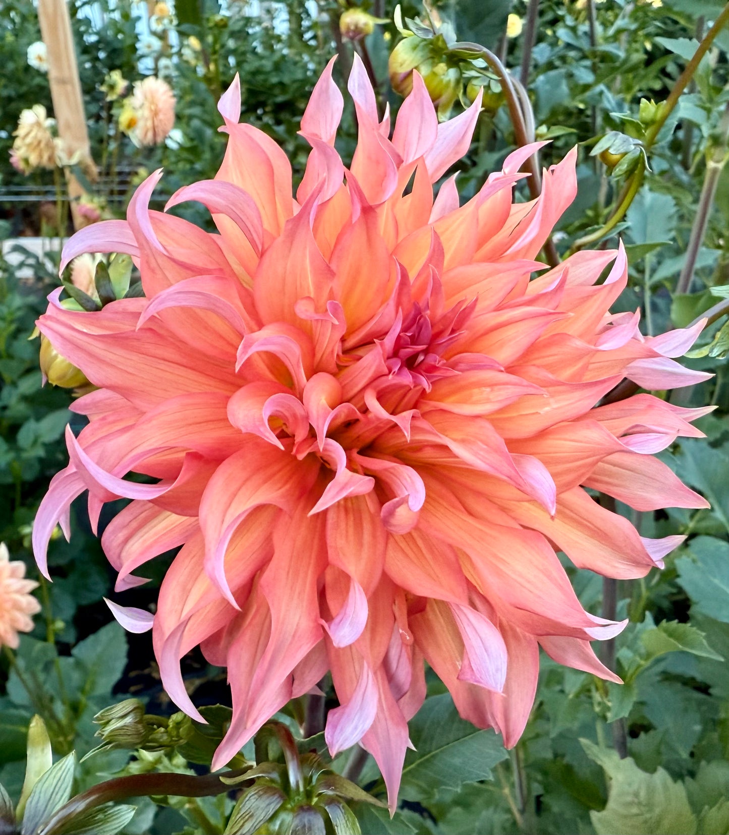 Tahoma Tailspin - Tuber