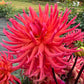Hollyhill Margarita - Tuber