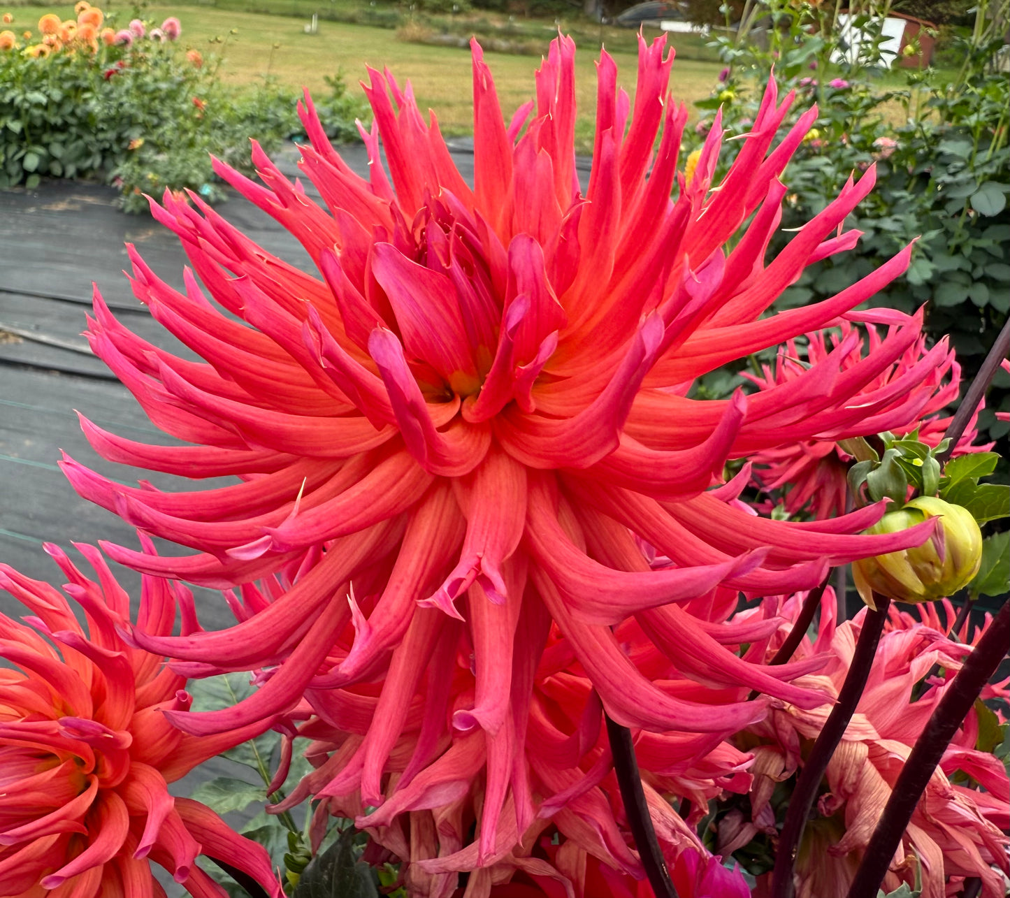 Hollyhill Margarita - Tuber