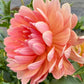 Sandia Susan - Tuber