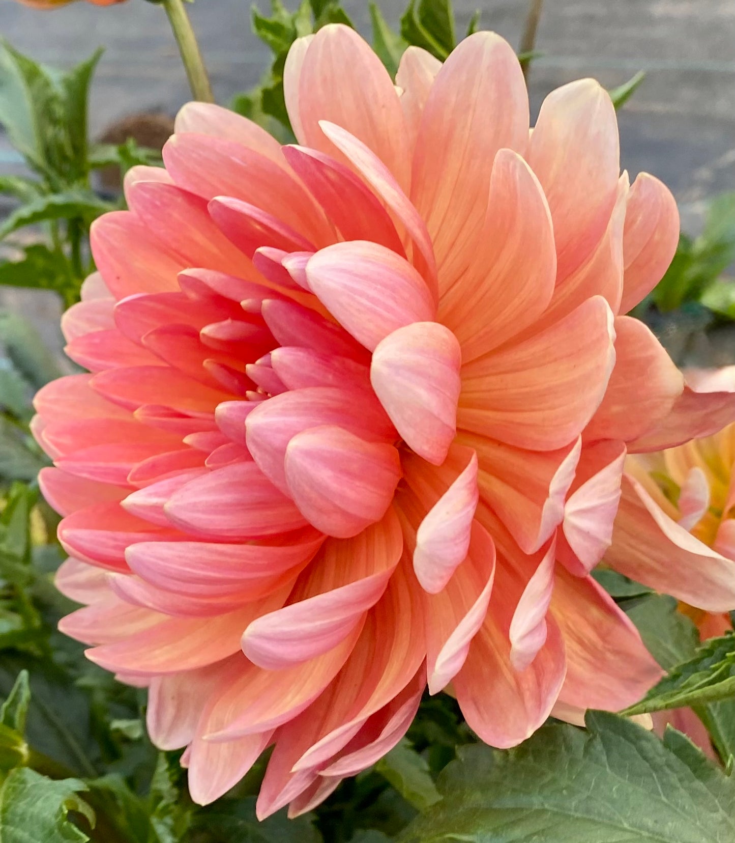 Sandia Susan - Tuber