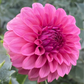 KA Keltie Rose - Tuber