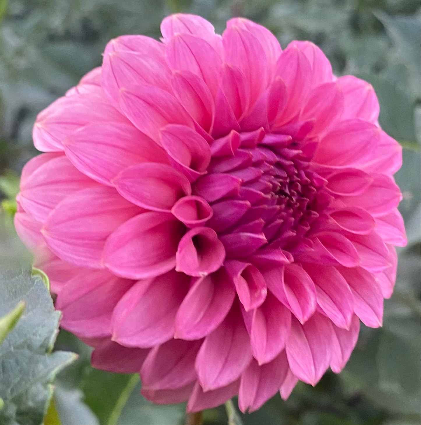 KA Keltie Rose - Tuber