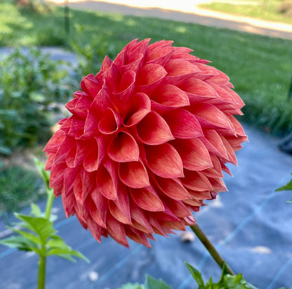 Verrone’s Sandra J - Tuber