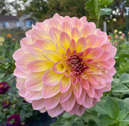 Bloomquist Jerry - Tuber