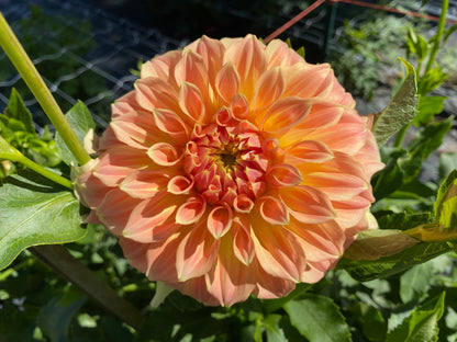 Bracken Sarah - Tuber