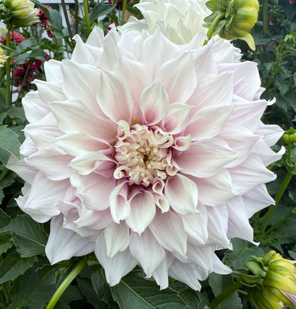 Allen’s Imagination - Tuber