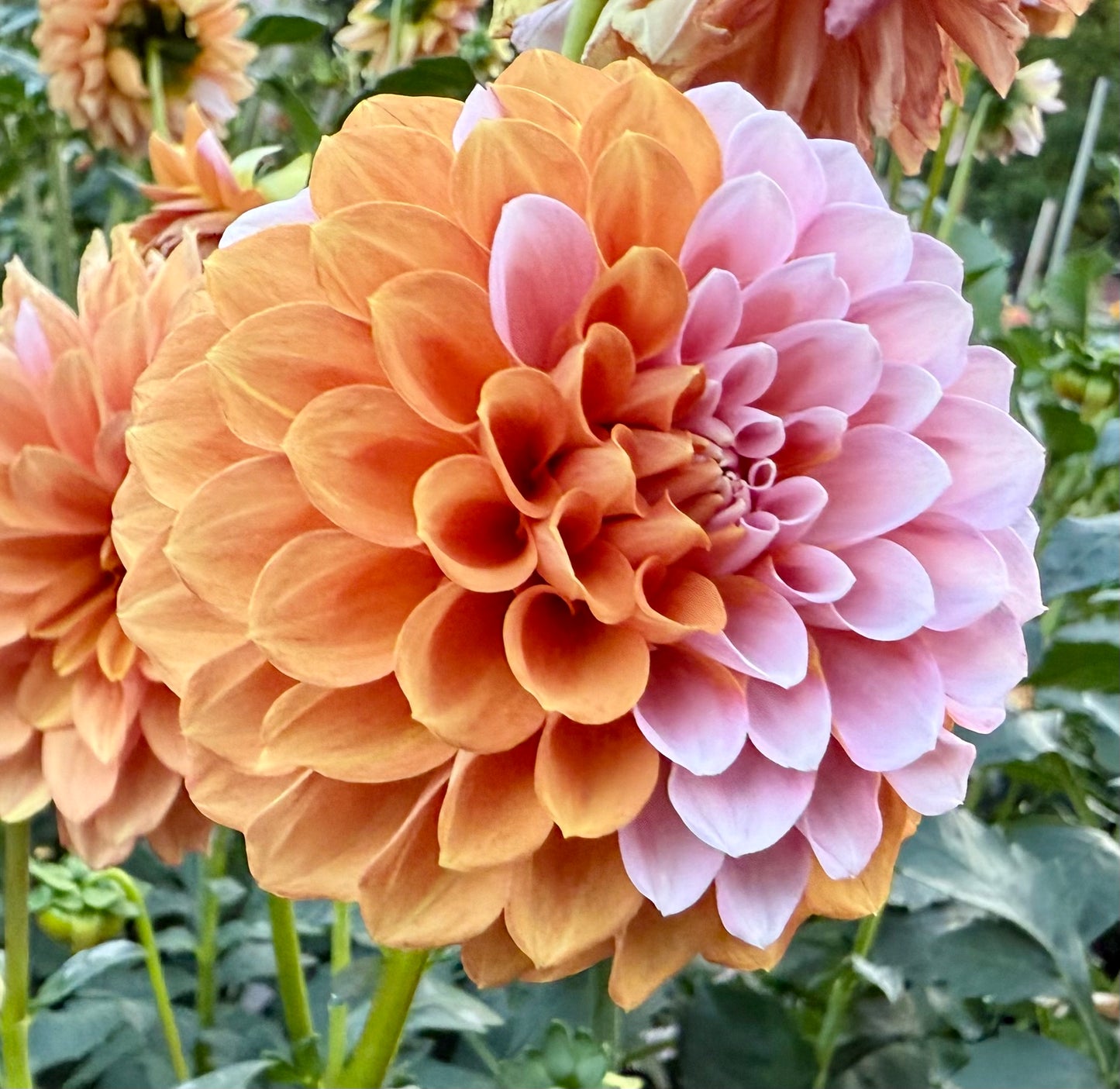 Bell’s Sienna Rose - Tuber