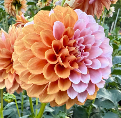 Bell’s Sienna Rose - Tuber