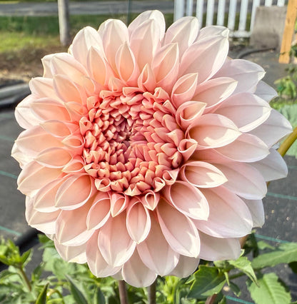 RM Baby Girl - Tuber