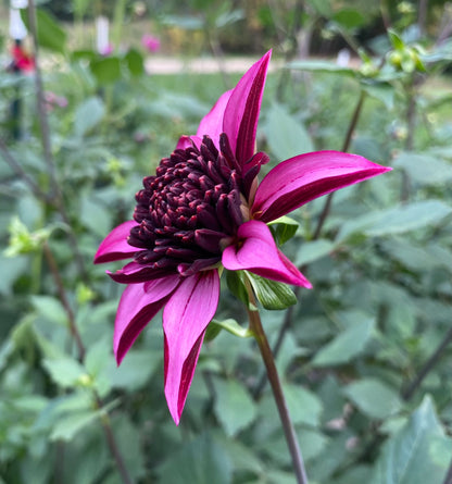 Bloomquist Puff - Tuber