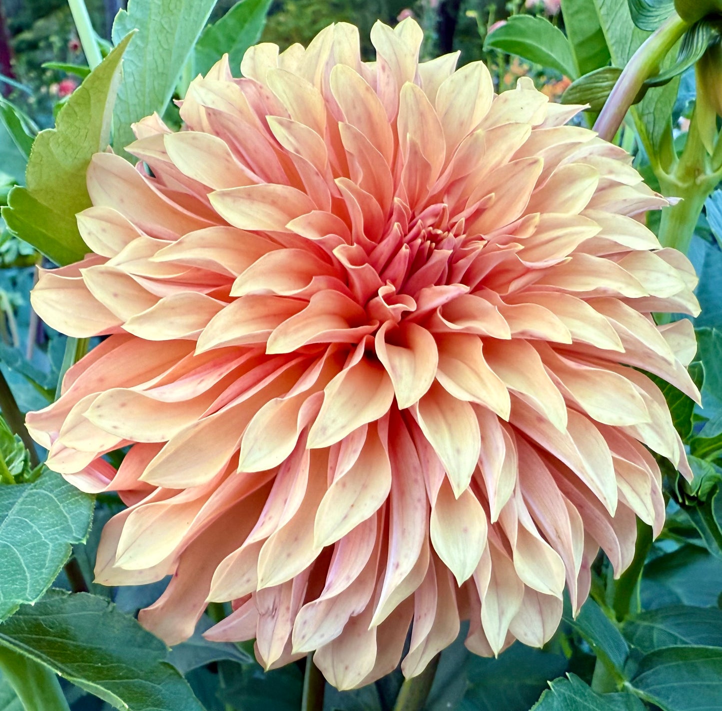 River’s Can’t Elope - Tuber