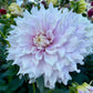 Allen’s Imagination - Tuber