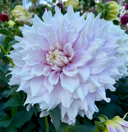 Allen’s Imagination - Tuber