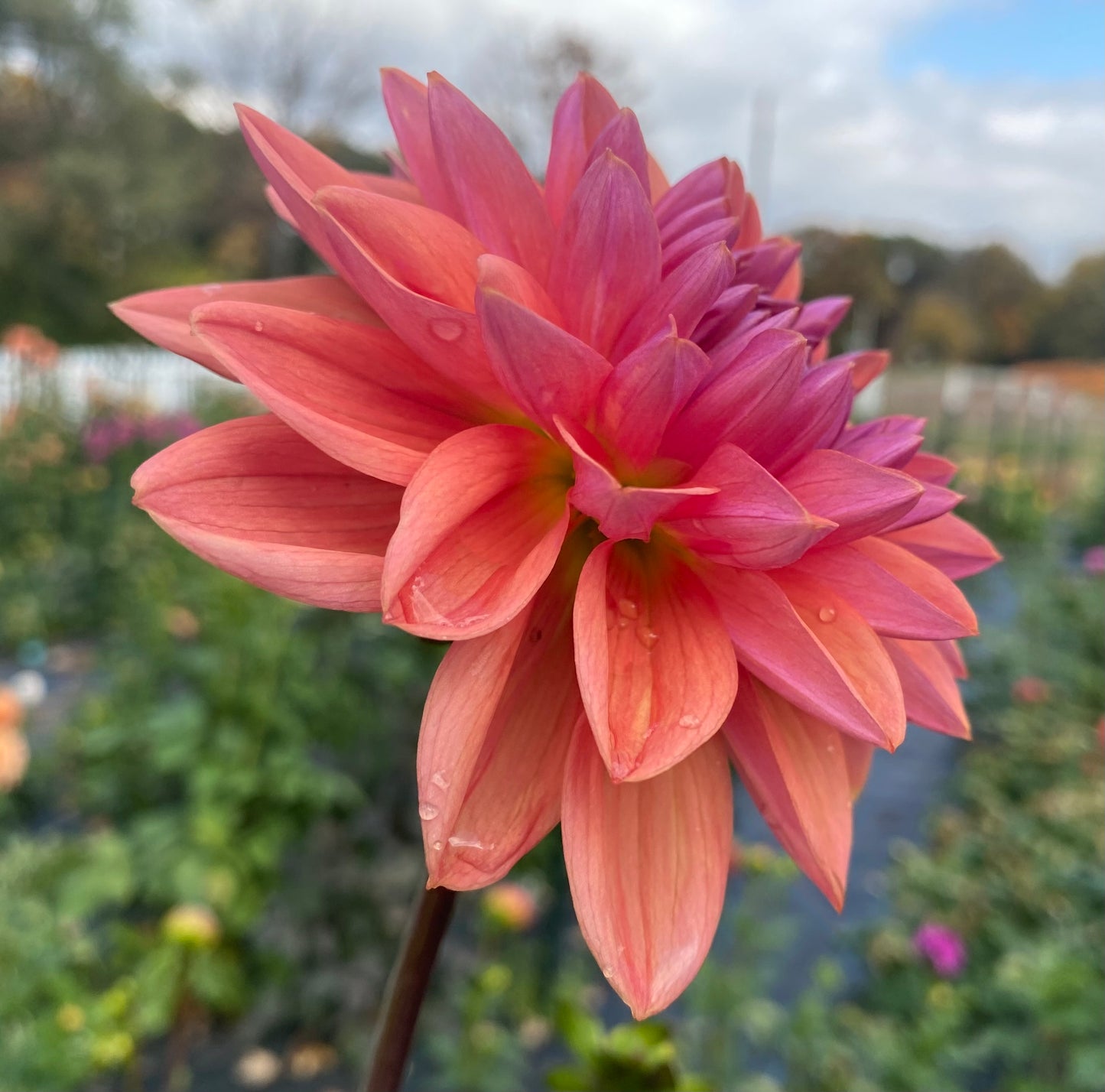 Dutch Pearl (Euro Variety) - Tuber