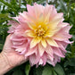 Garden of Love (Japan) - Tuber