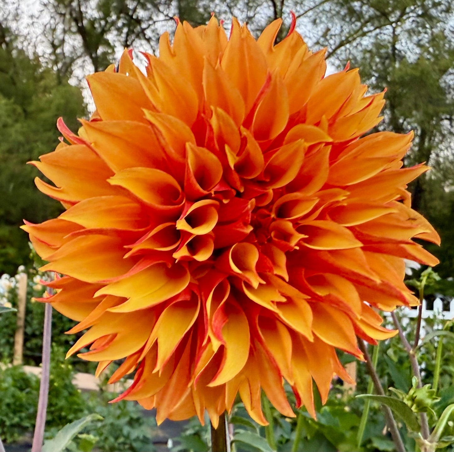 River’s Phoenix - Tuber