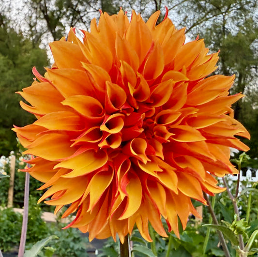 River’s Phoenix - Tuber