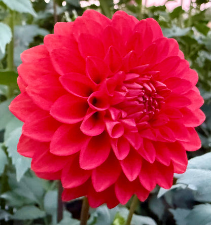 WB’s Molten Lava - Tuber