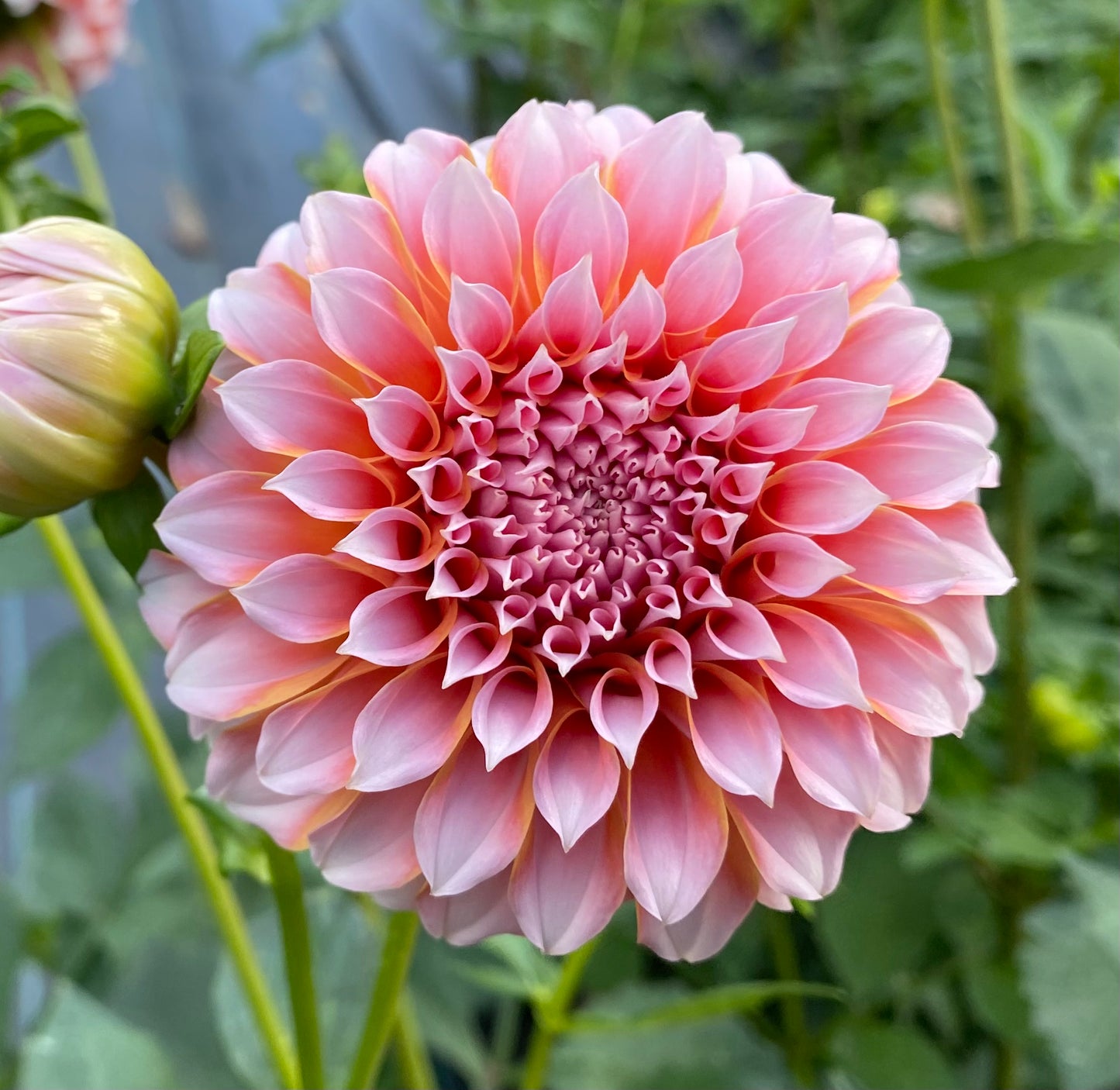 Peaches-N-Cream - Tuber