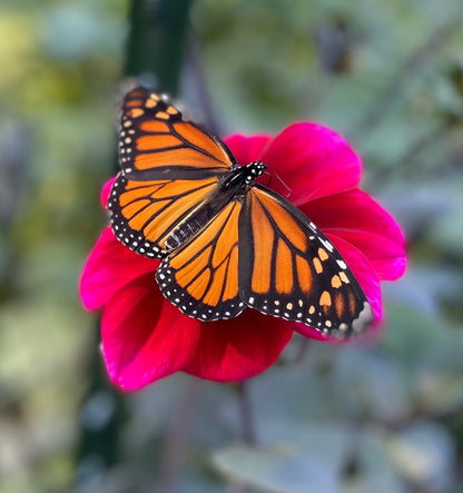 Bloomquist Rich Color - Tuber