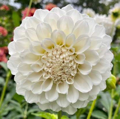 Irish Ruffles - Tuber