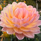 Sandia Bliss - Tuber