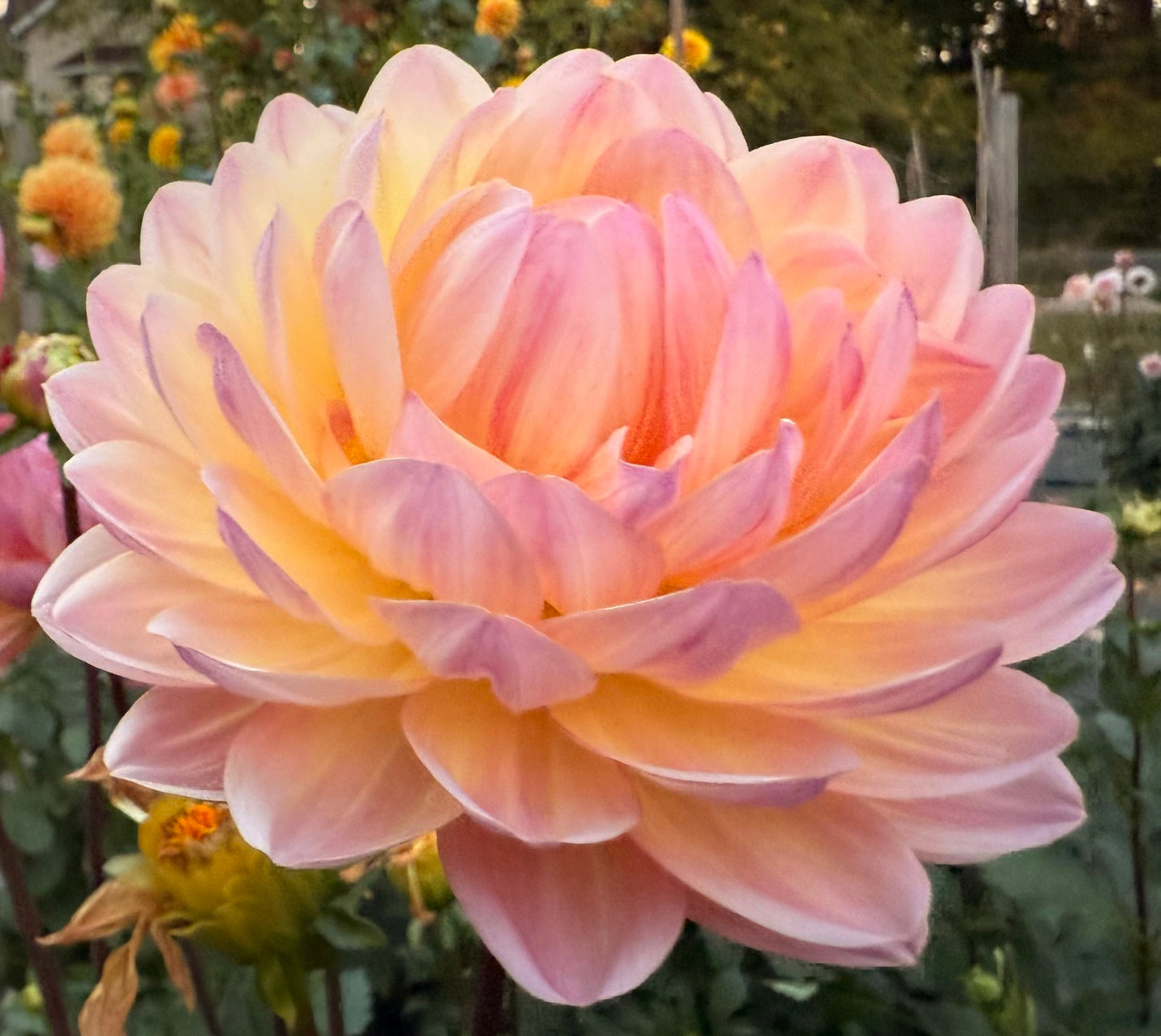 Sandia Bliss - Tuber