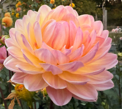 Sandia Bliss - Tuber