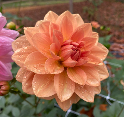 Yelno Harmony - Tuber