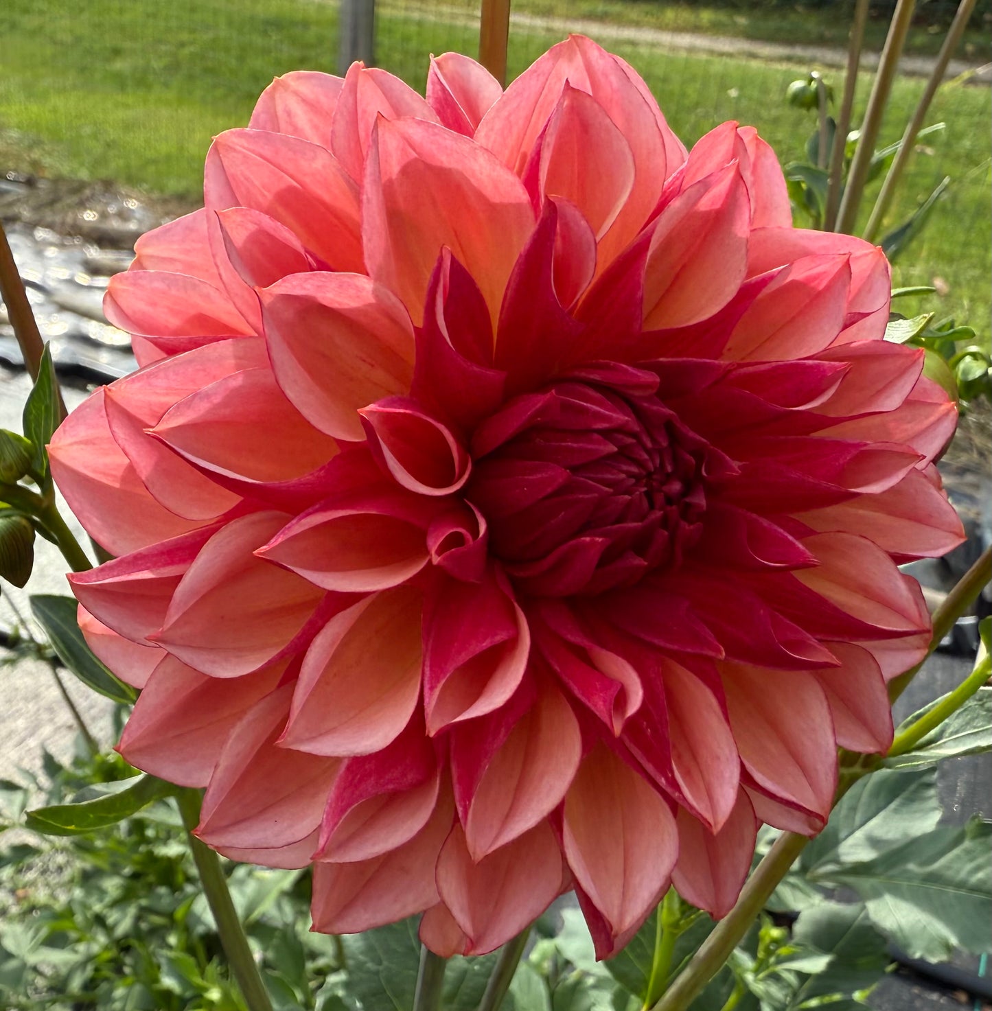 Peach Macaron (Japan variety) - Tuber