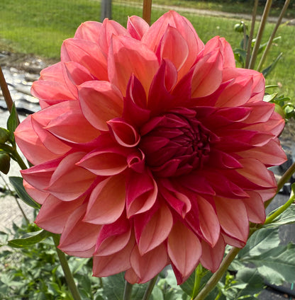 Peach Macaron (Japan variety) - Tuber