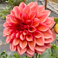 Peach Macaron (Japan) - Tuber