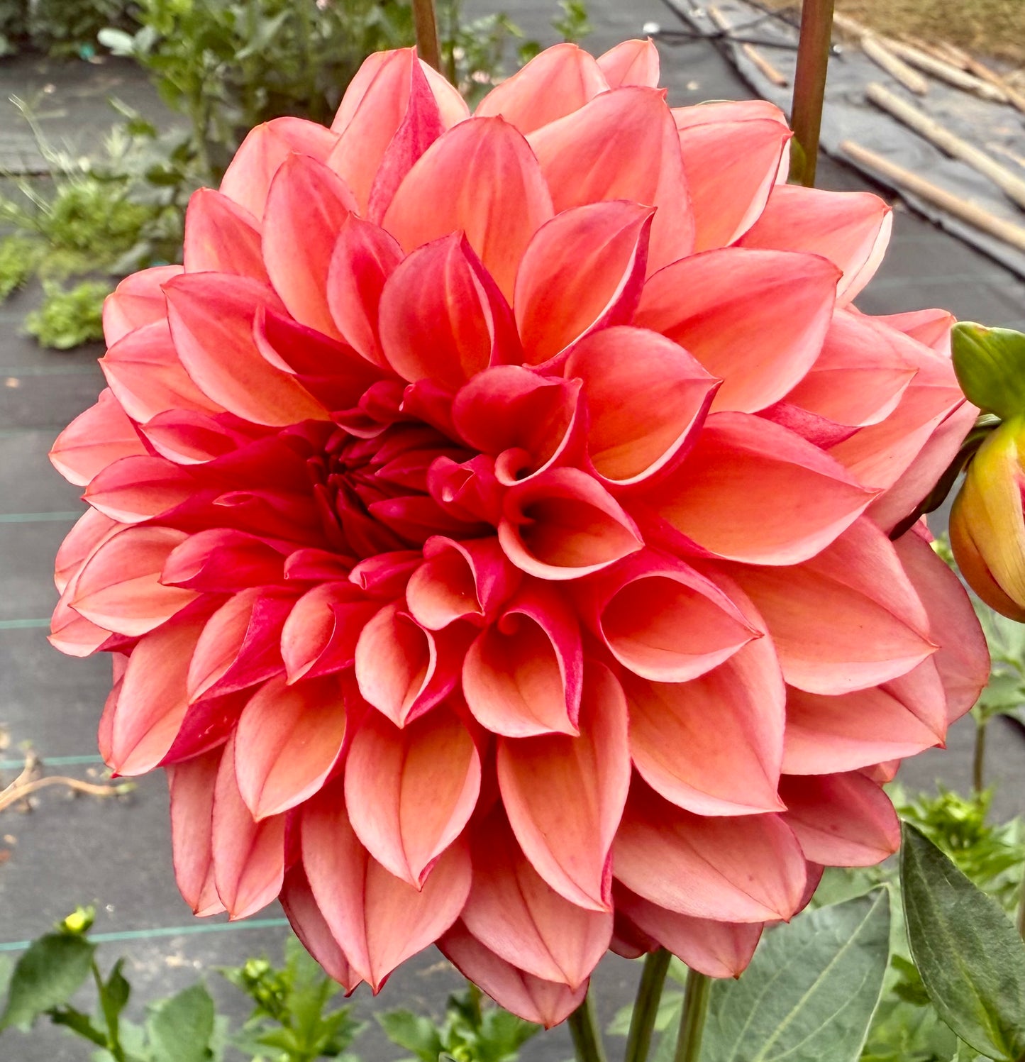 Peach Macaron (Japan variety) - Tuber