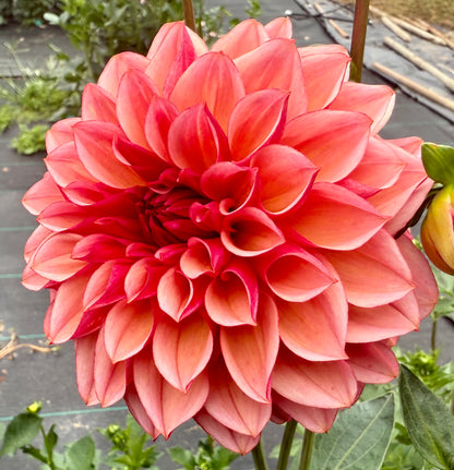 Peach Macaron (Japan variety) - Tuber