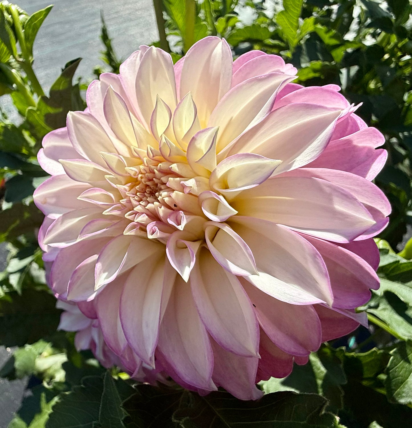 Verrone’s DF - Tuber