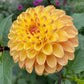 Clearview Butterscotch - Tuber