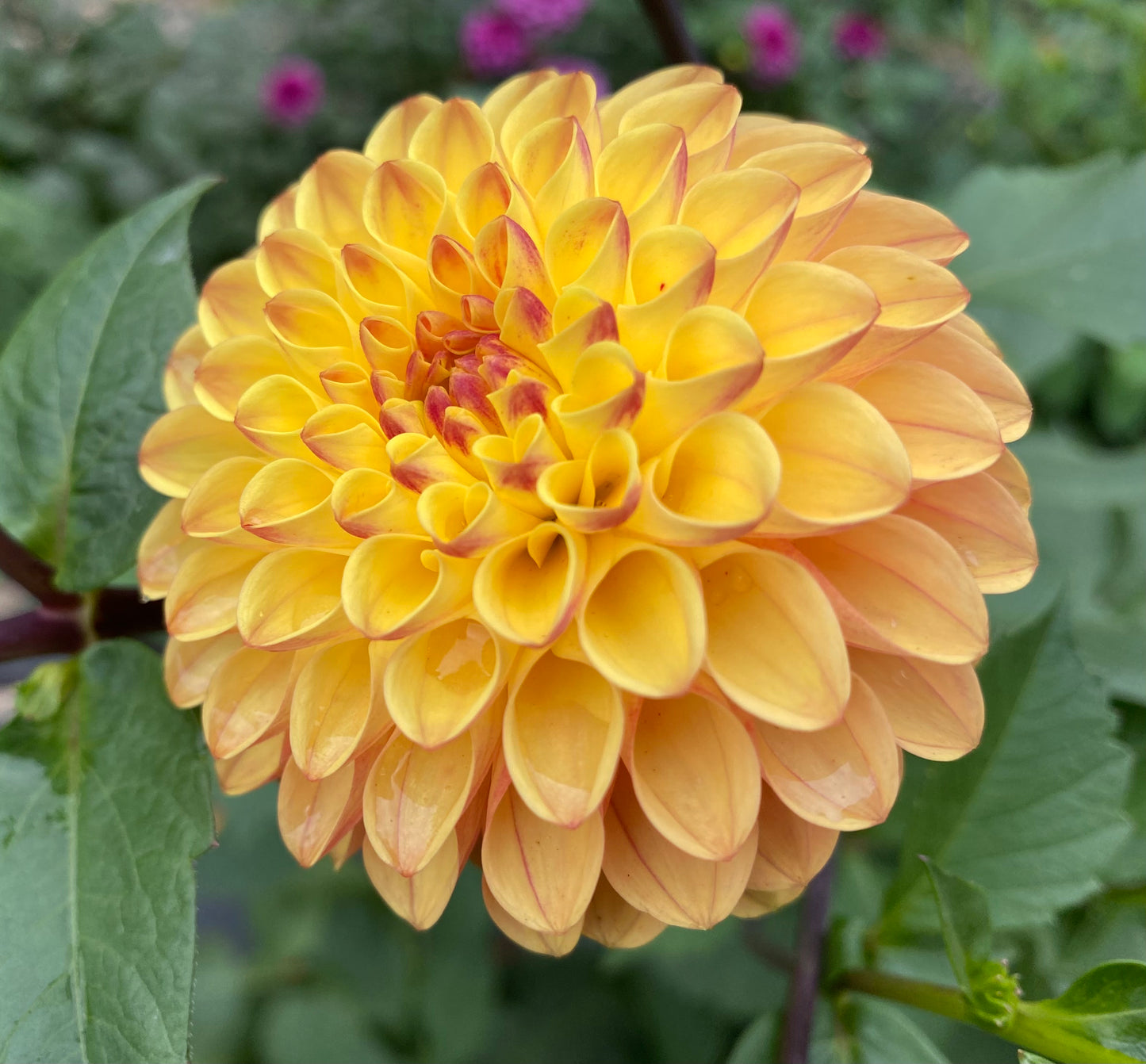 Clearview Butterscotch - Tuber